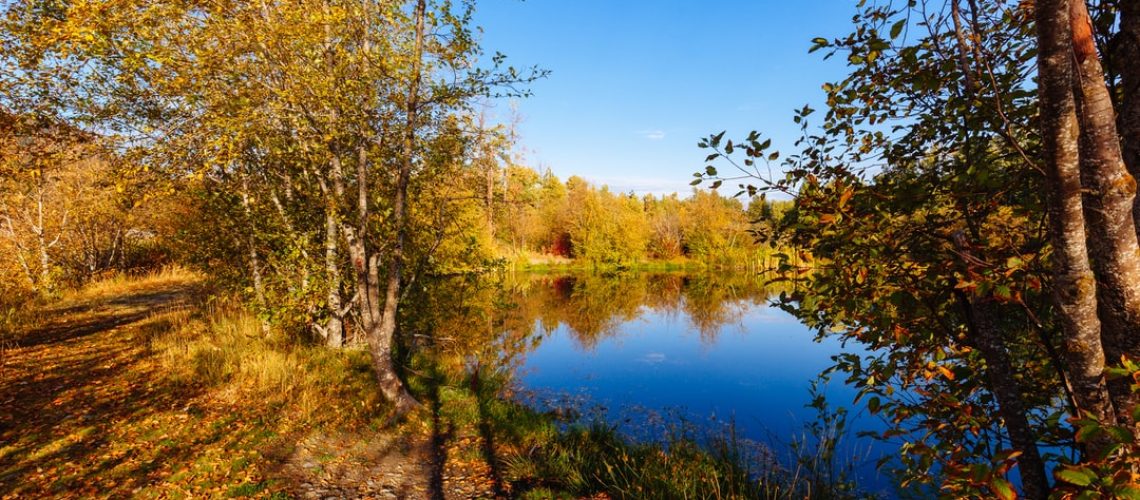 GM Tells White House It Agrees to Tighter Emissions Rules