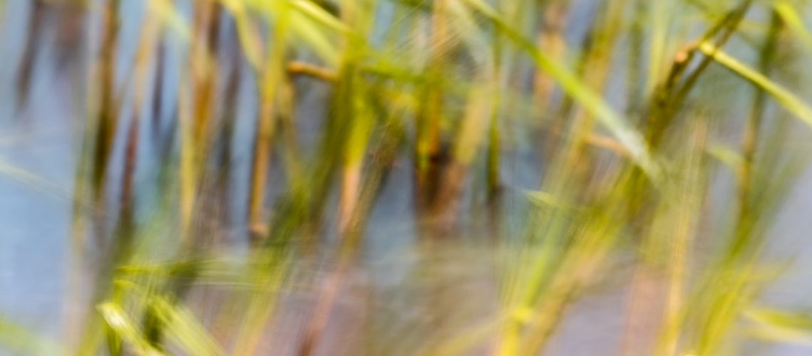 Tree planting programs are actually greenwashing in disguise