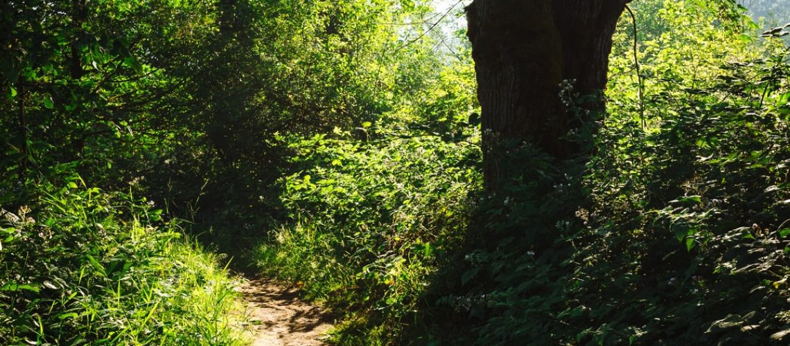 U.N. Says Great Barrier Reef Is ‘in Danger.’ Australia Bitterly Disagrees.