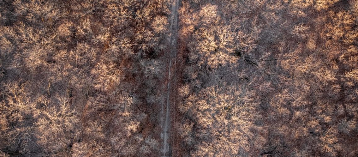 Blooming Prime Day deals to snag for a beautiful garden