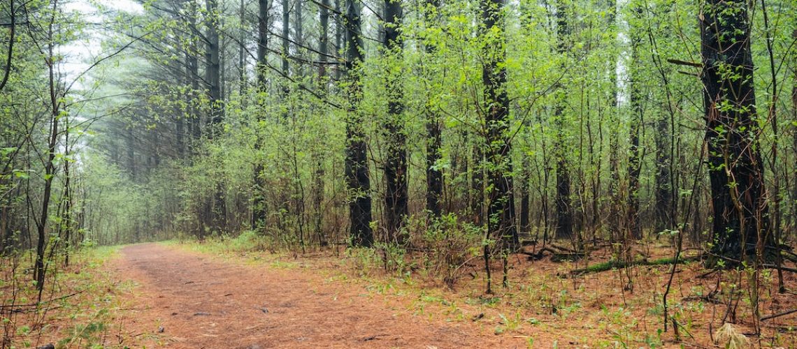 It Was War. Then, a Rancher’s Truce With Some Pesky Beavers Paid Off.