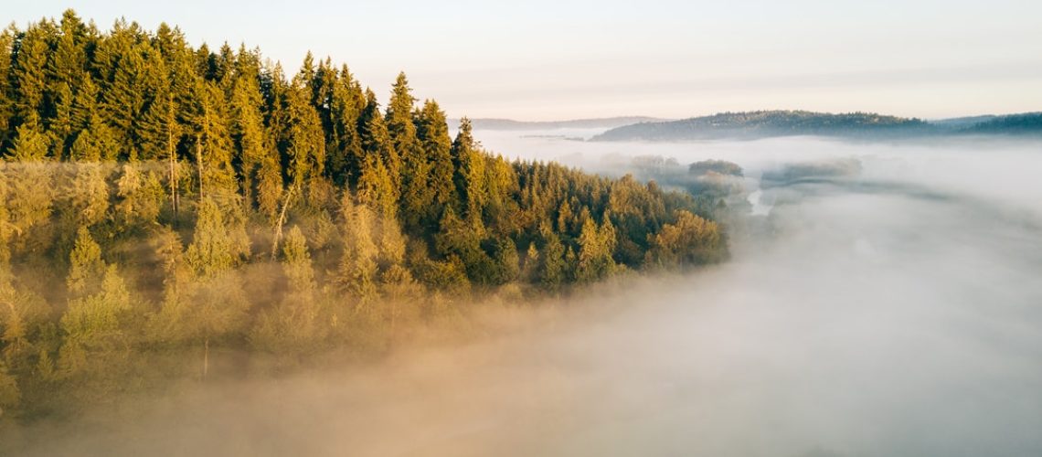 Butterfly Effect bridge offers safe passage for pollinators