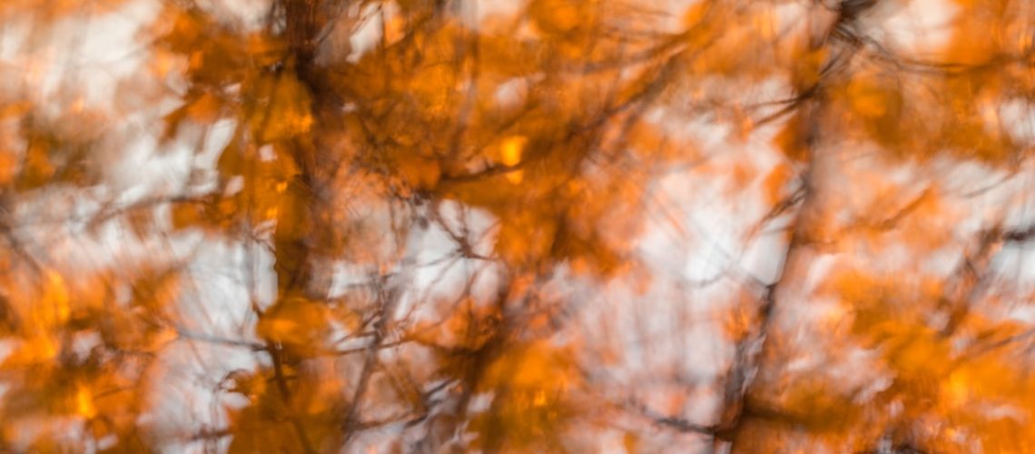 Lake house in India was built around the native palm trees