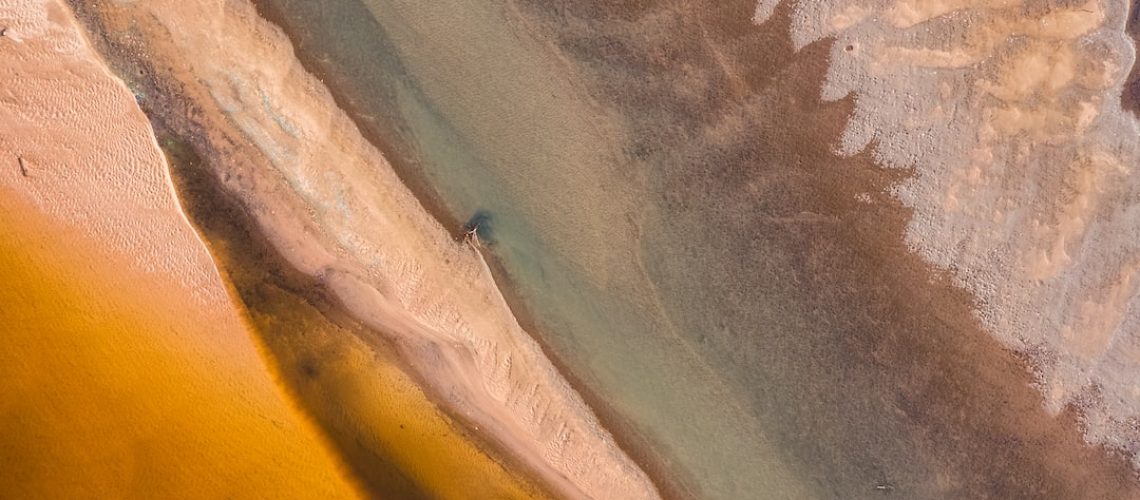 For the First Time, Genetically Modified Trees Have Been Planted in a U.S. Forest