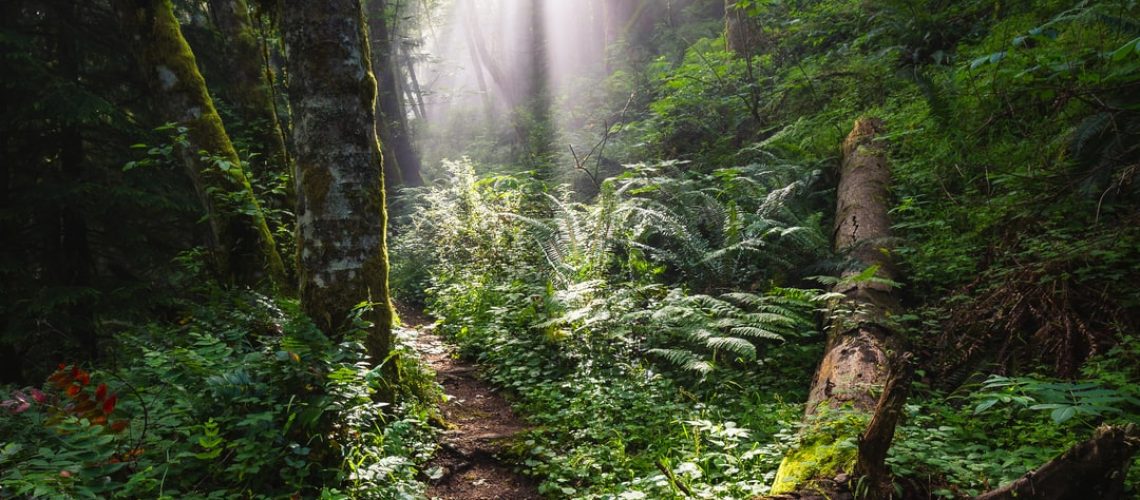 A ‘Life-Affirming’ Remedy for Climate Despair