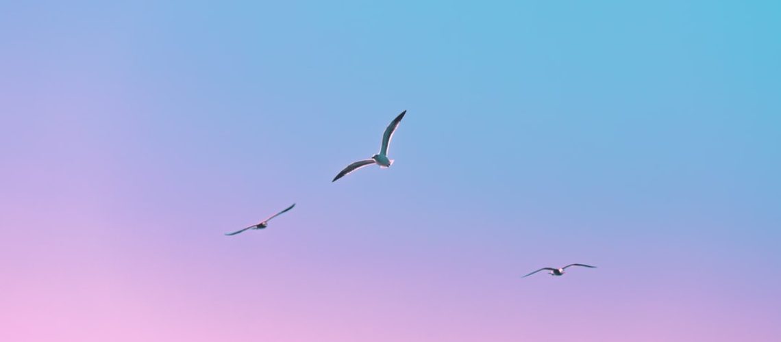 Green roof in Amsterdam leads an economic revenue model Green roof in Amsterdam leads an economic revenue model