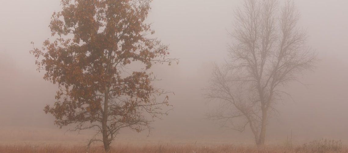 Zen Running Club shoes made from sugarcane and eucalyptus