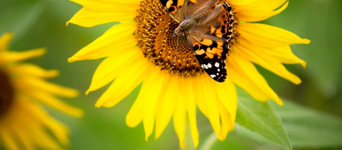 Ecuador Vows at COP26 to Create Marine Reserve for Galápagos Islands