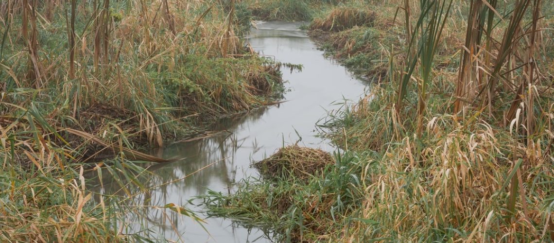 Heat waves are damaging bird eggs during incubation